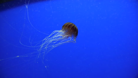 Jellyfish-with-brown-stripes-swimming-sideway-blue-background-slow-motion